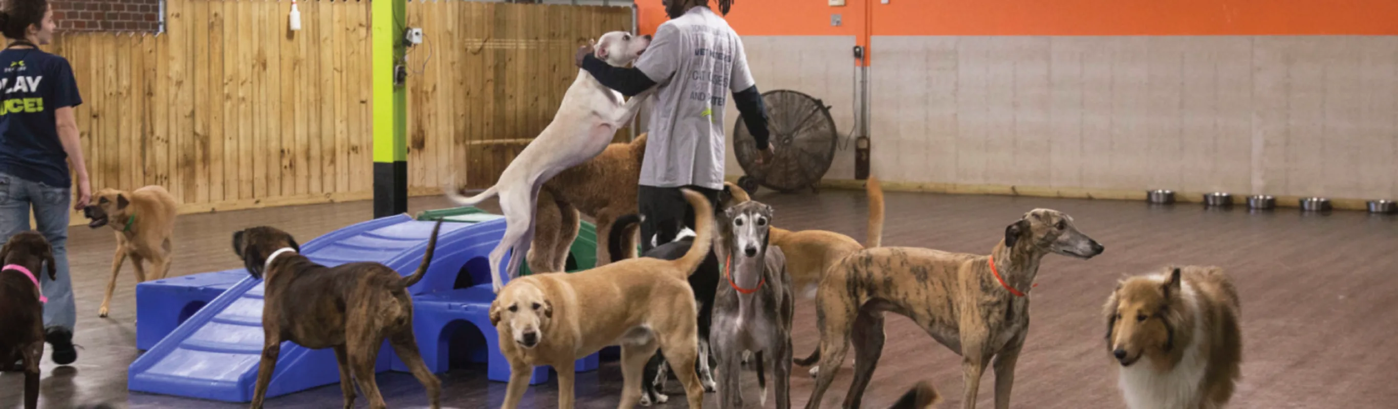 Dogs in Playground Dogs in Playground