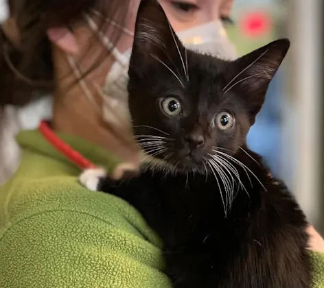 Staff member holding a black kitten Staff member holding a black kitten