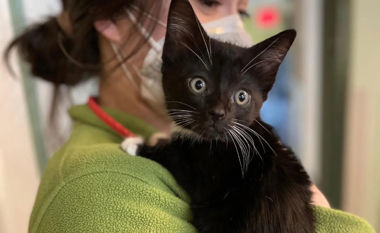 Staff member holding a black kitten Staff member holding a black kitten