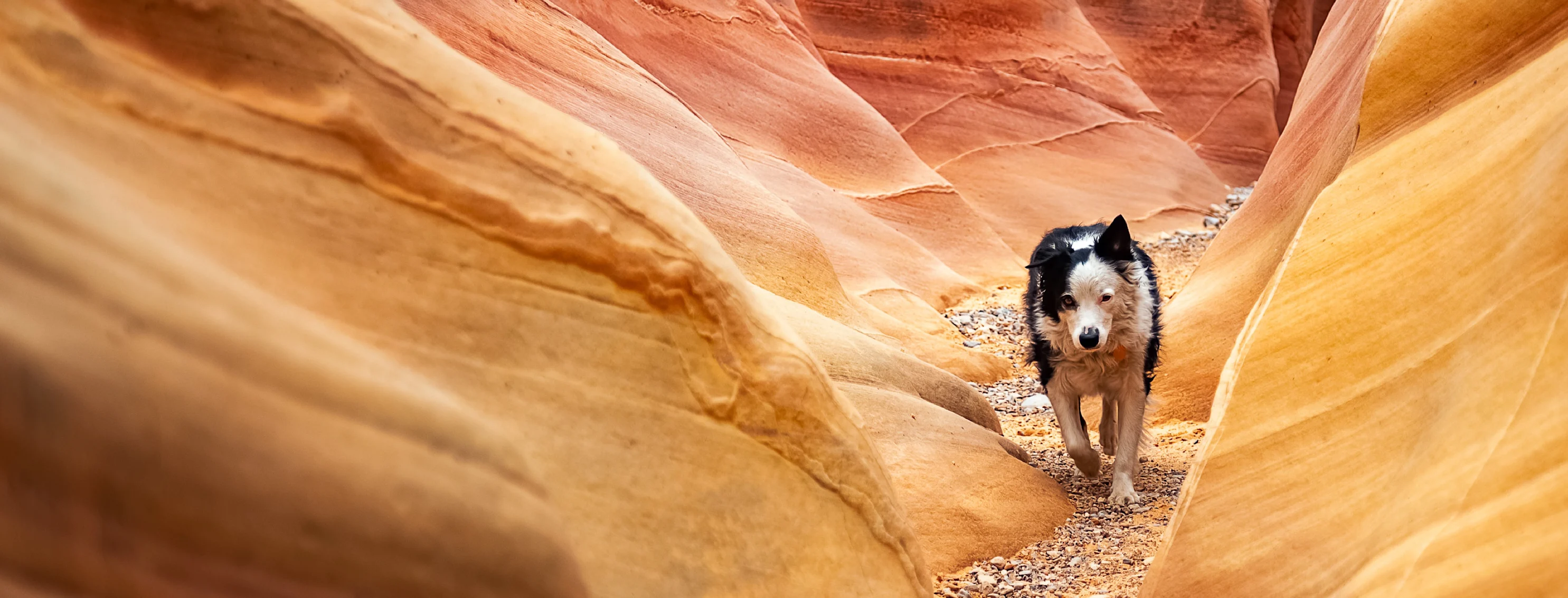 Dog walking in a canyon