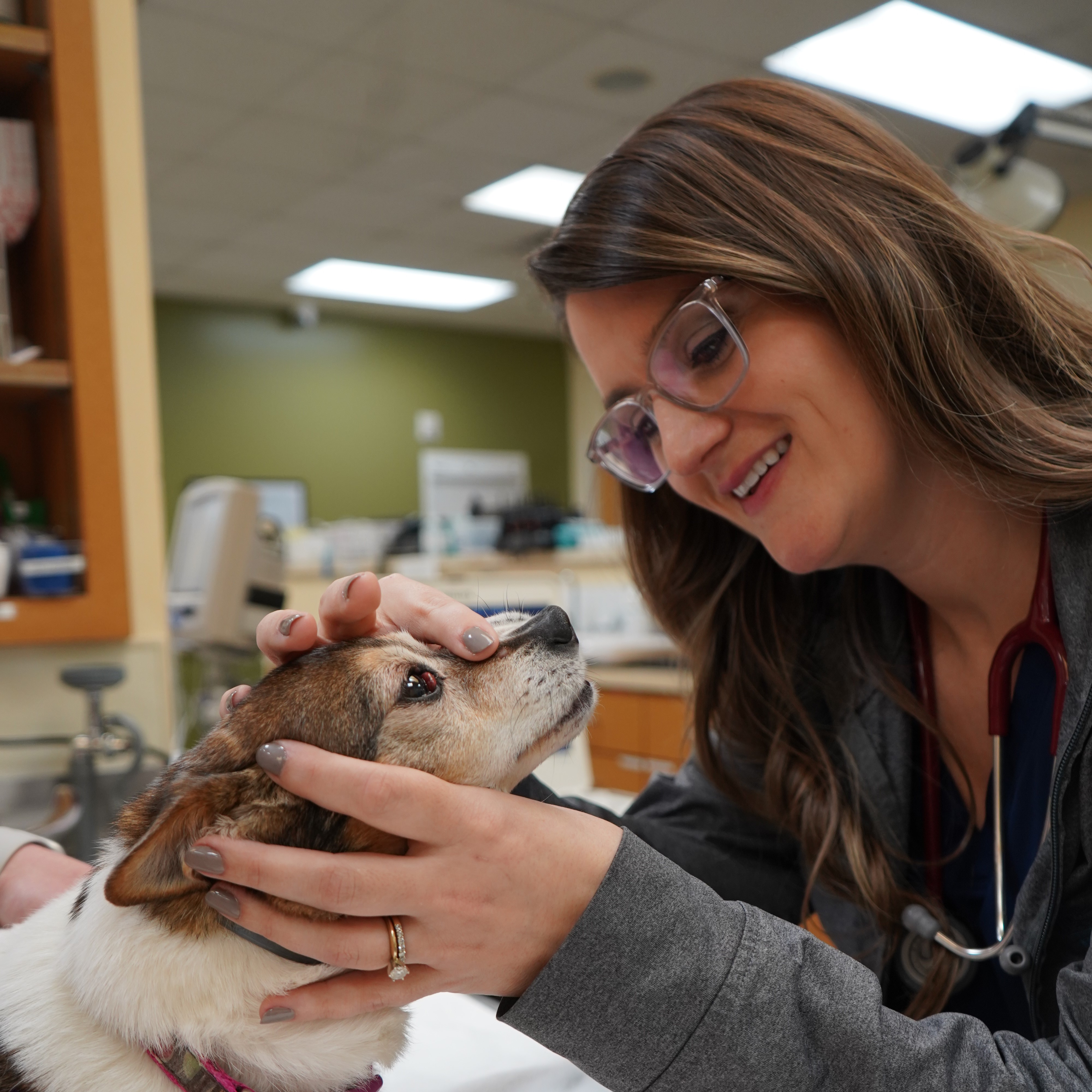 Veterinarian checking the teeth of a small brown and white dog