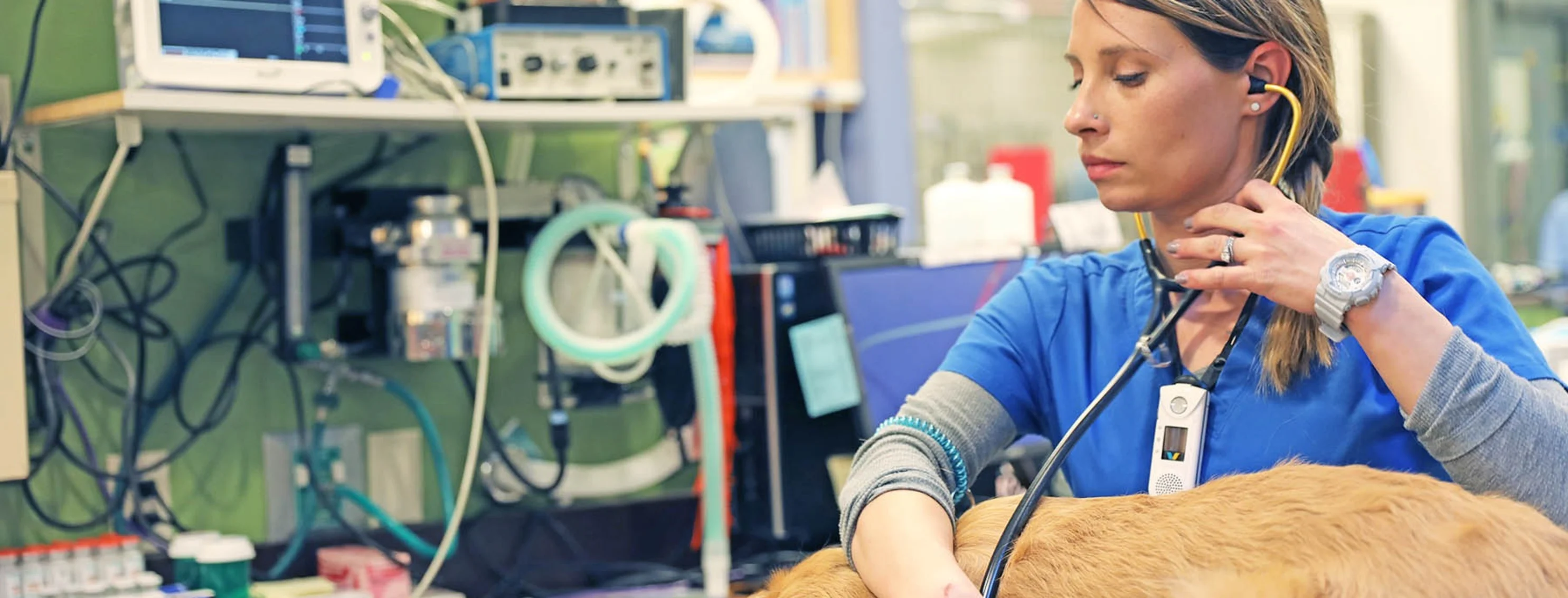 Staff member checking the heartbeat of a dog Staff member checking the heartbeat of a dog