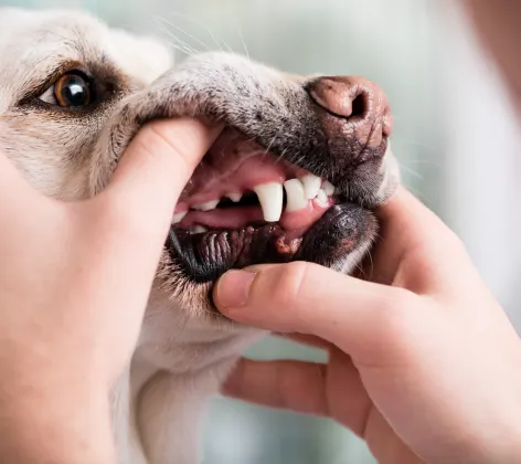 Dog getting his teeth examined 