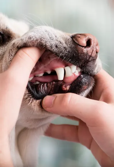 Dog getting his teeth examined 