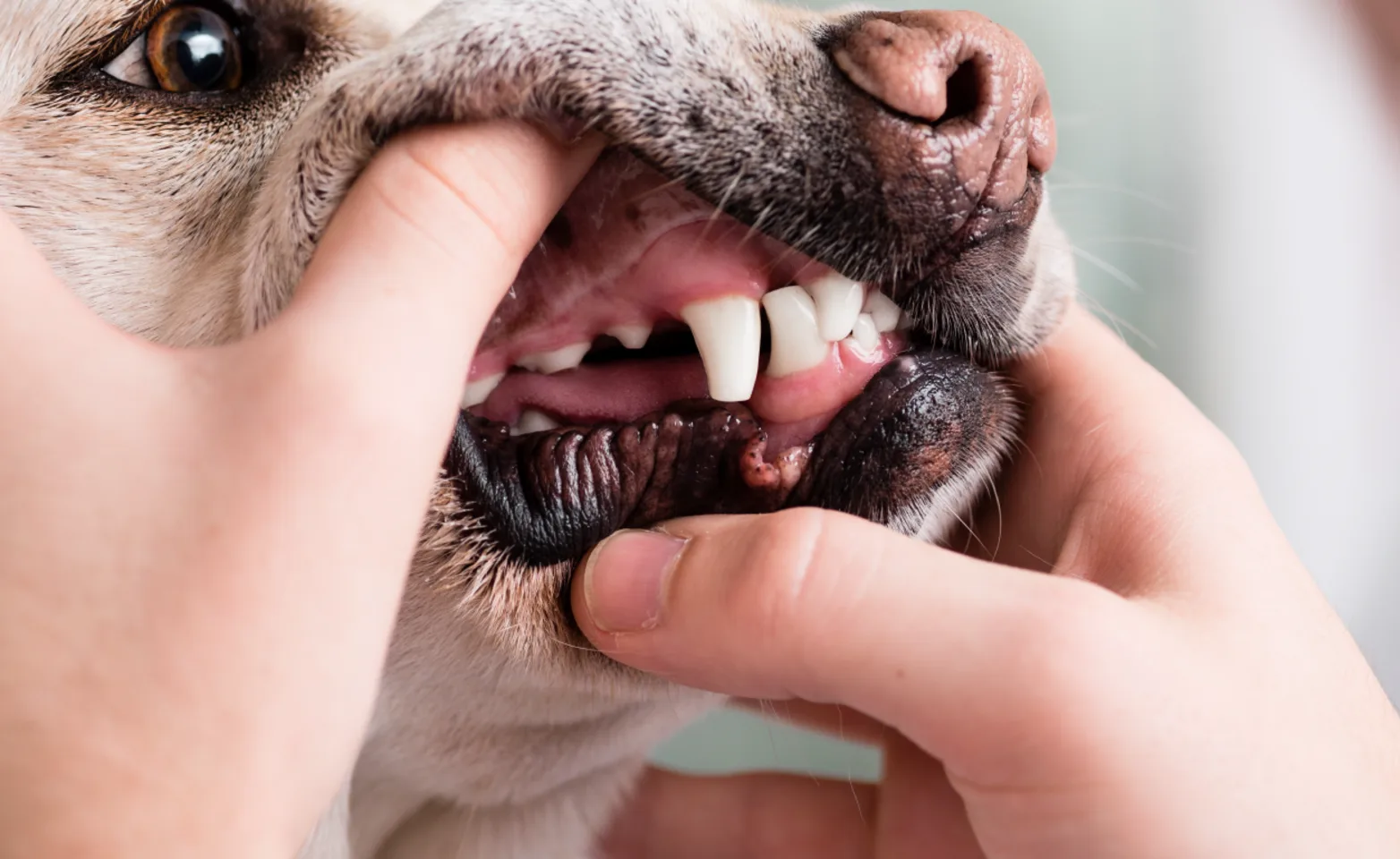 Dog getting his teeth examined 