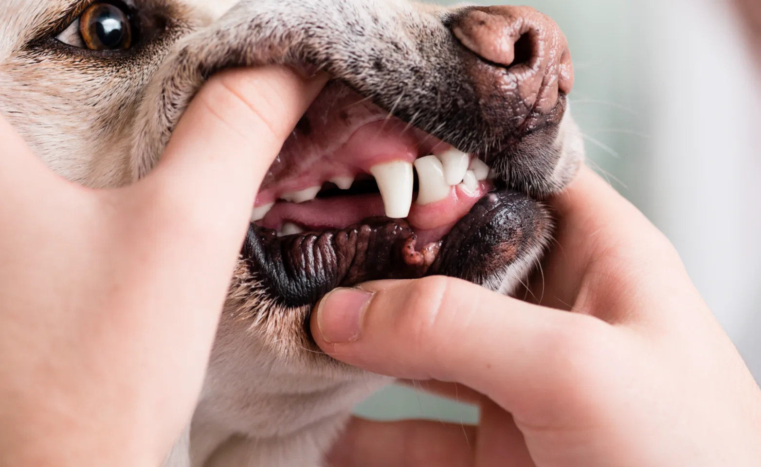 Dog getting his teeth examined Dog getting his teeth examined