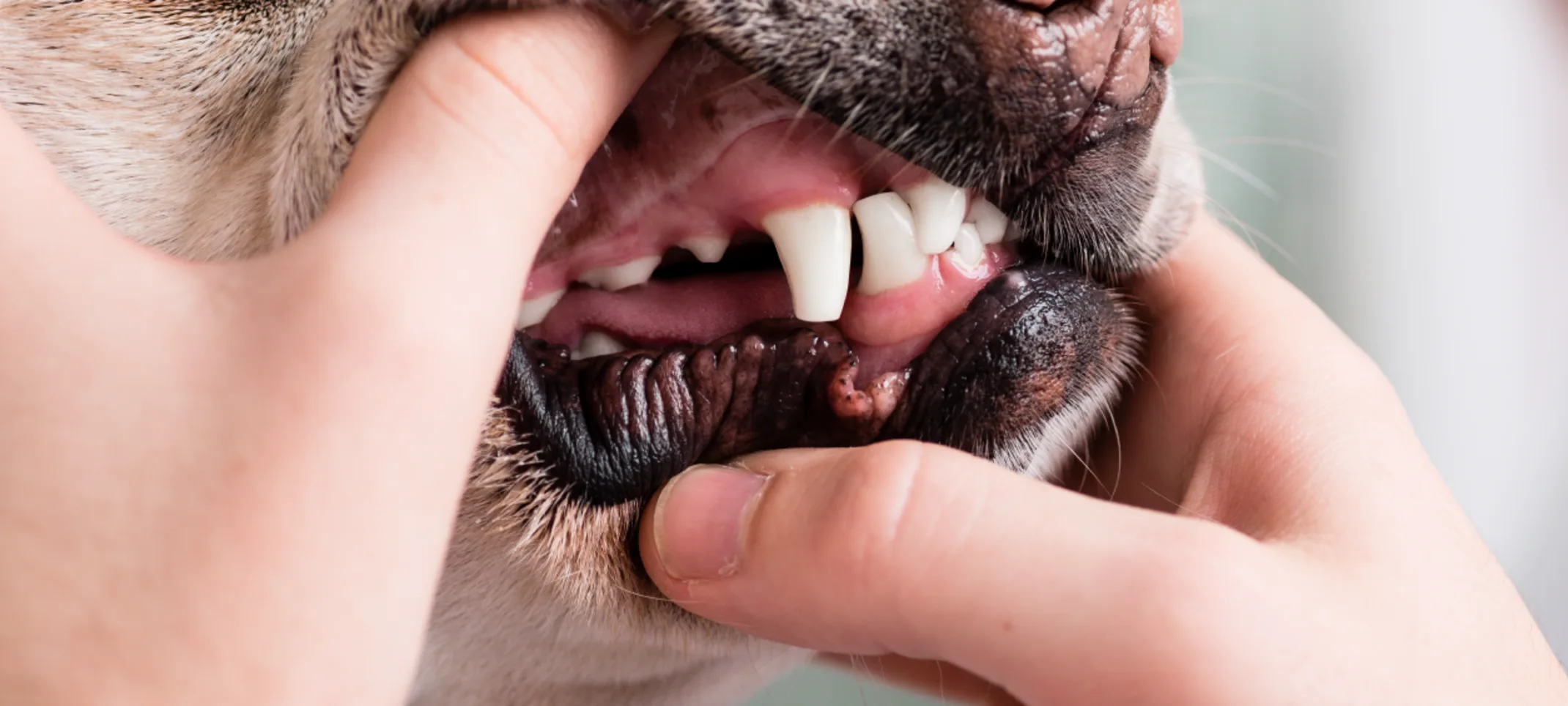 Dog getting his teeth examined 