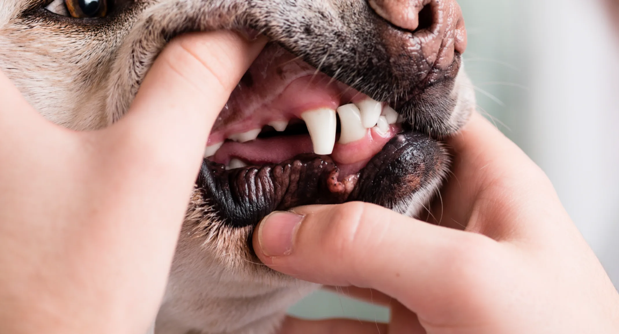 Dog getting his teeth examined 