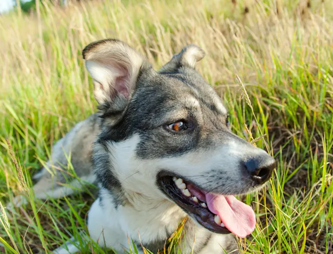 Dog playing in the grass