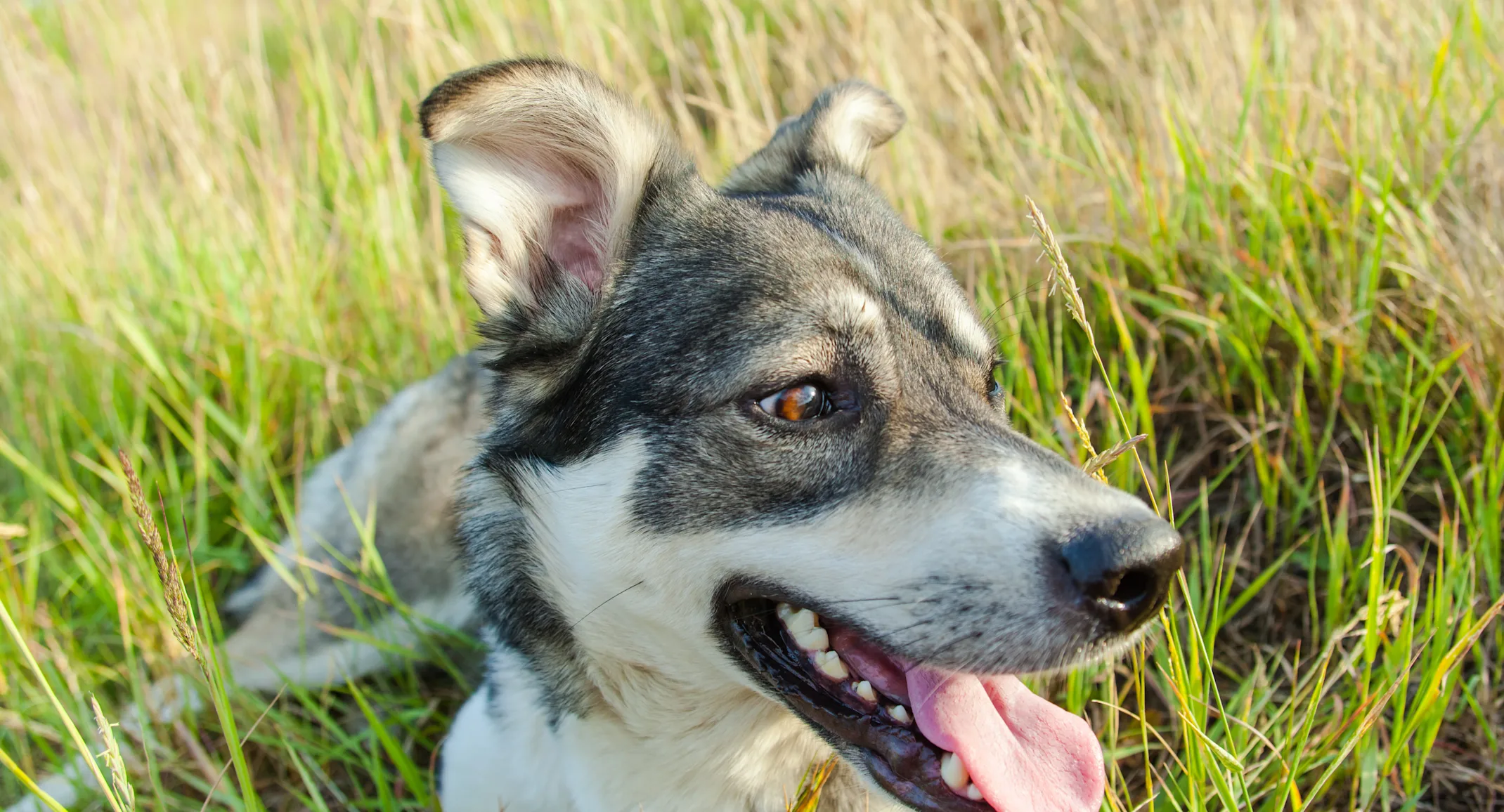 Dog playing in the grass Dog playing in the grass