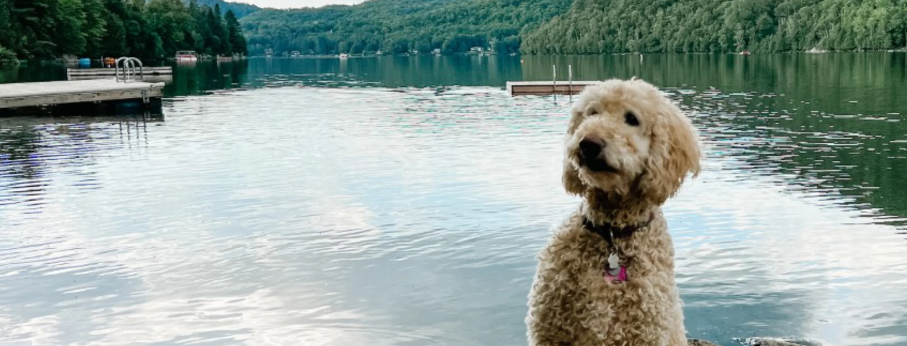 White dog sitting on a dock near water 