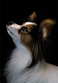 Romeo the dog looking up