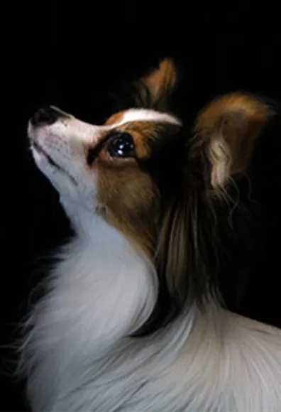 Romeo the dog looking up Romeo the dog looking up