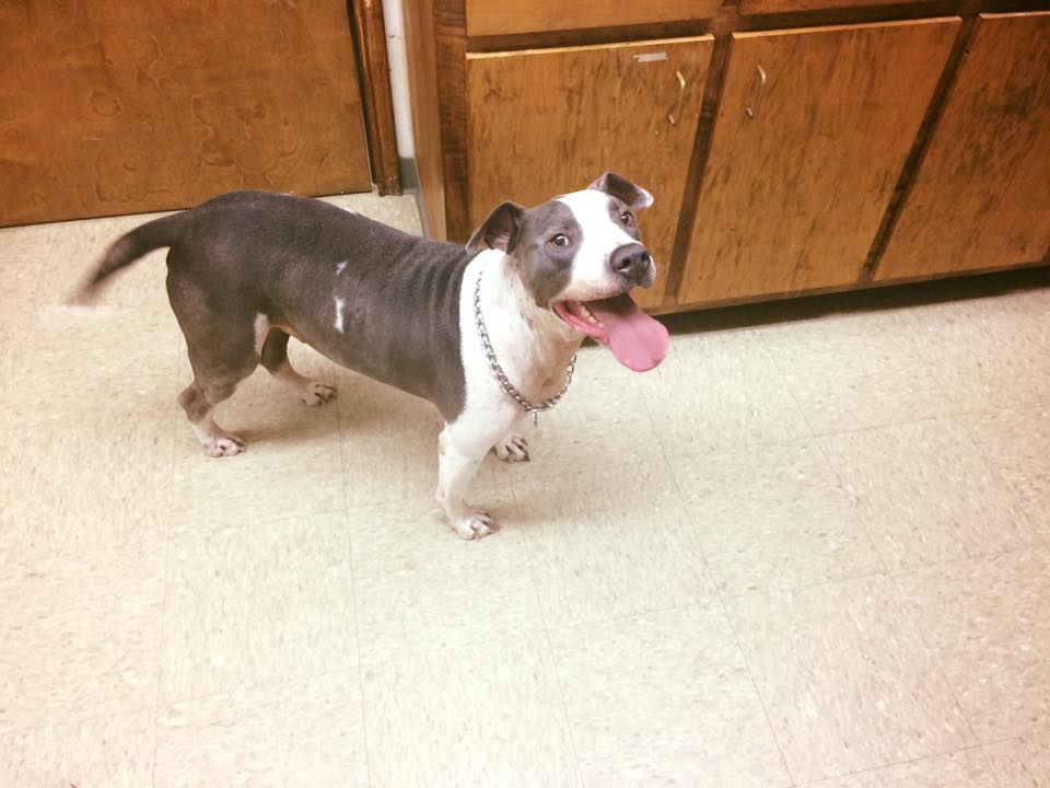 Dog smiling up at the camera