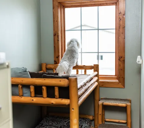 Dog Twin Suite Dog Twin Suite