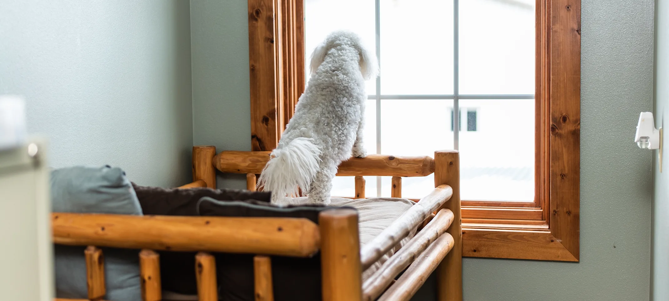 Dog Twin Suite Dog Twin Suite