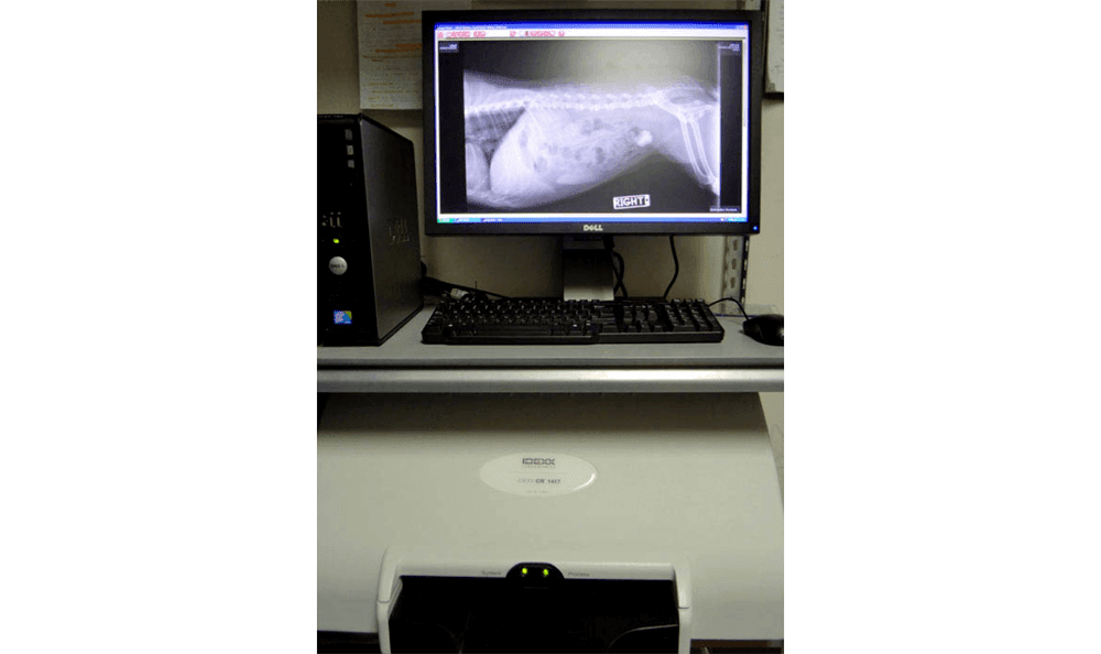 Bogey Hills Animal Hospital Xray