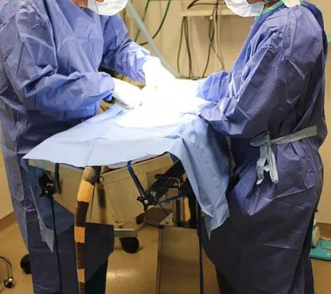 Two Conejo Valley Veterinary Hospital staff performing surgery on a patient