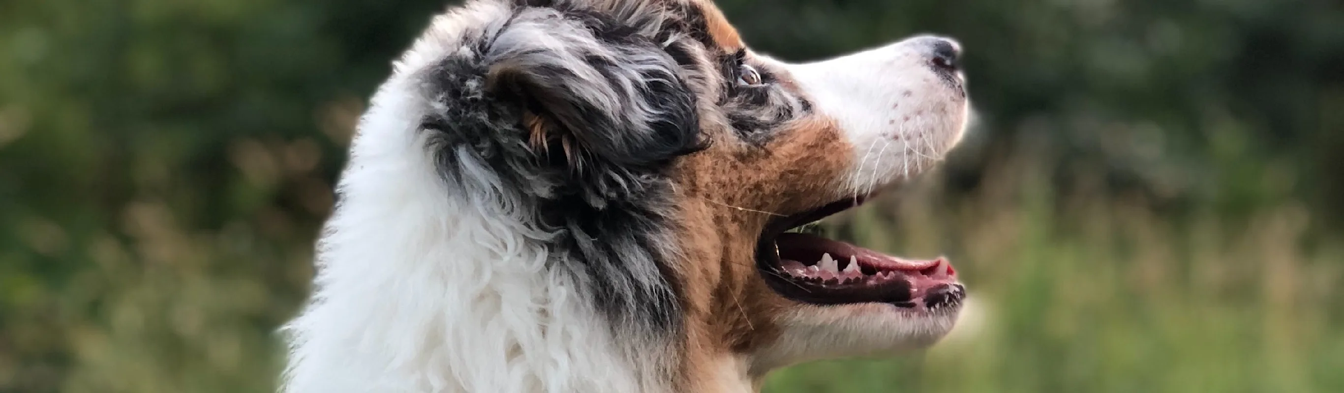 Dog sitting in grass