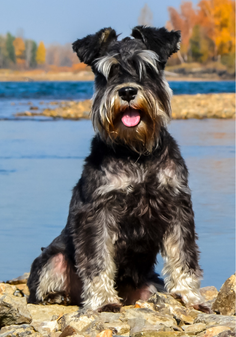 Black Dog Sitting by the Water