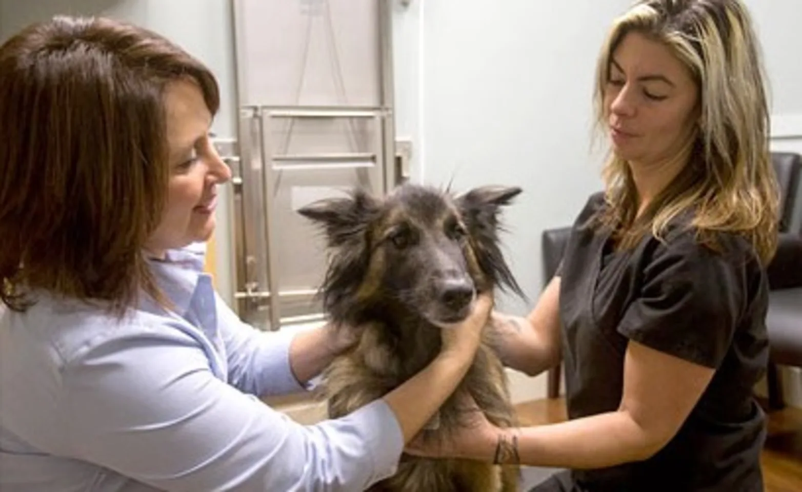 Dog being examined by two Stoney Brook staff members