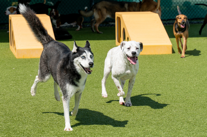 Dogs play in the yard at PetSuites.
