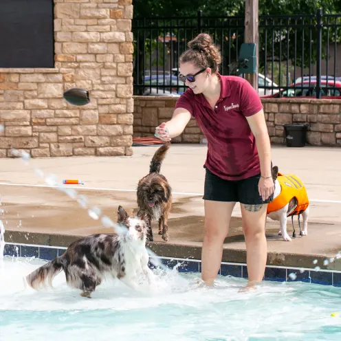 Uptown Hounds Pool Yard. A shot of a female staff member playing catch with the dogs in the pool. 