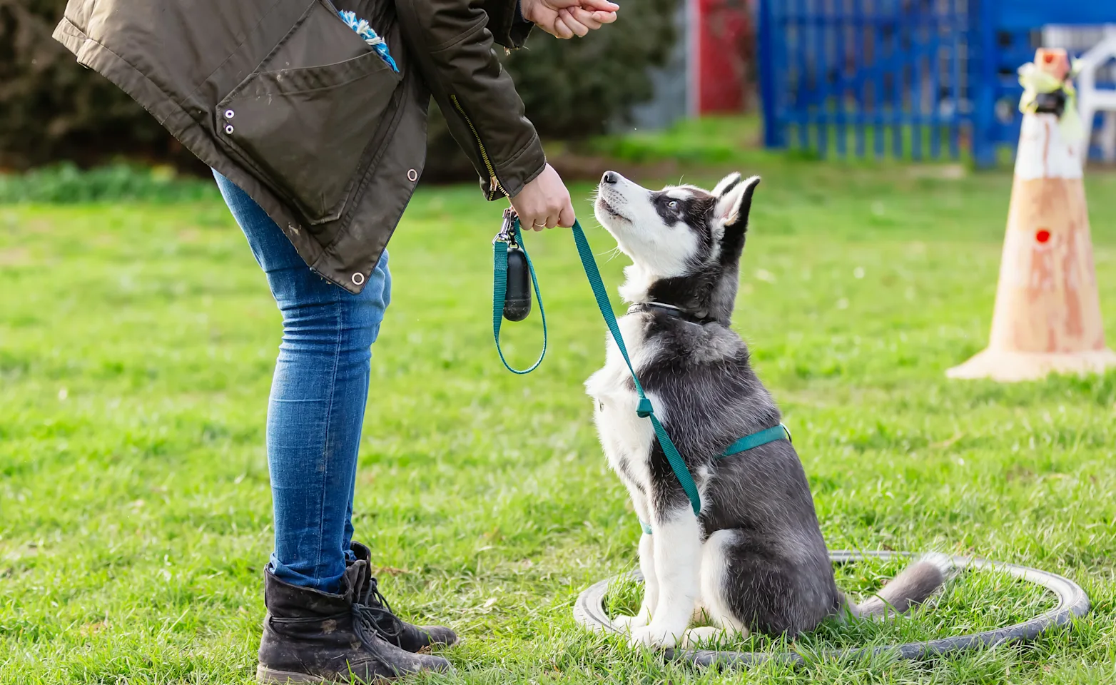 puppy obedience training
