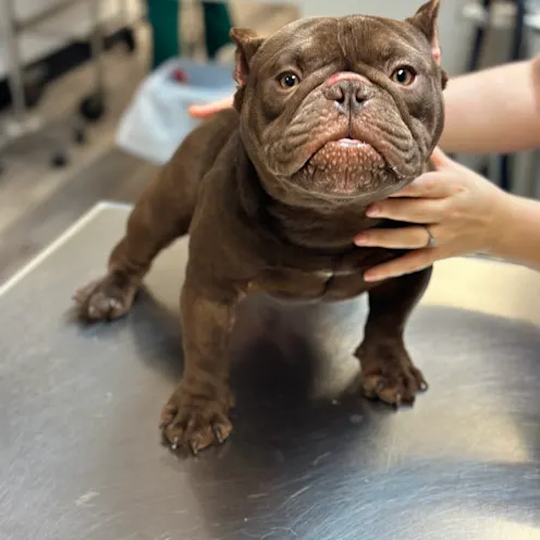 Brown Dog at Ferry Farm Animal Clinic Brown Dog at Ferry Farm Animal Clinic