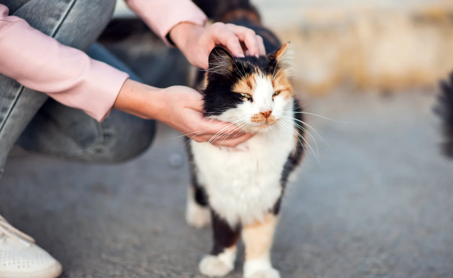 Cat being pet by a girl on a sidewalk