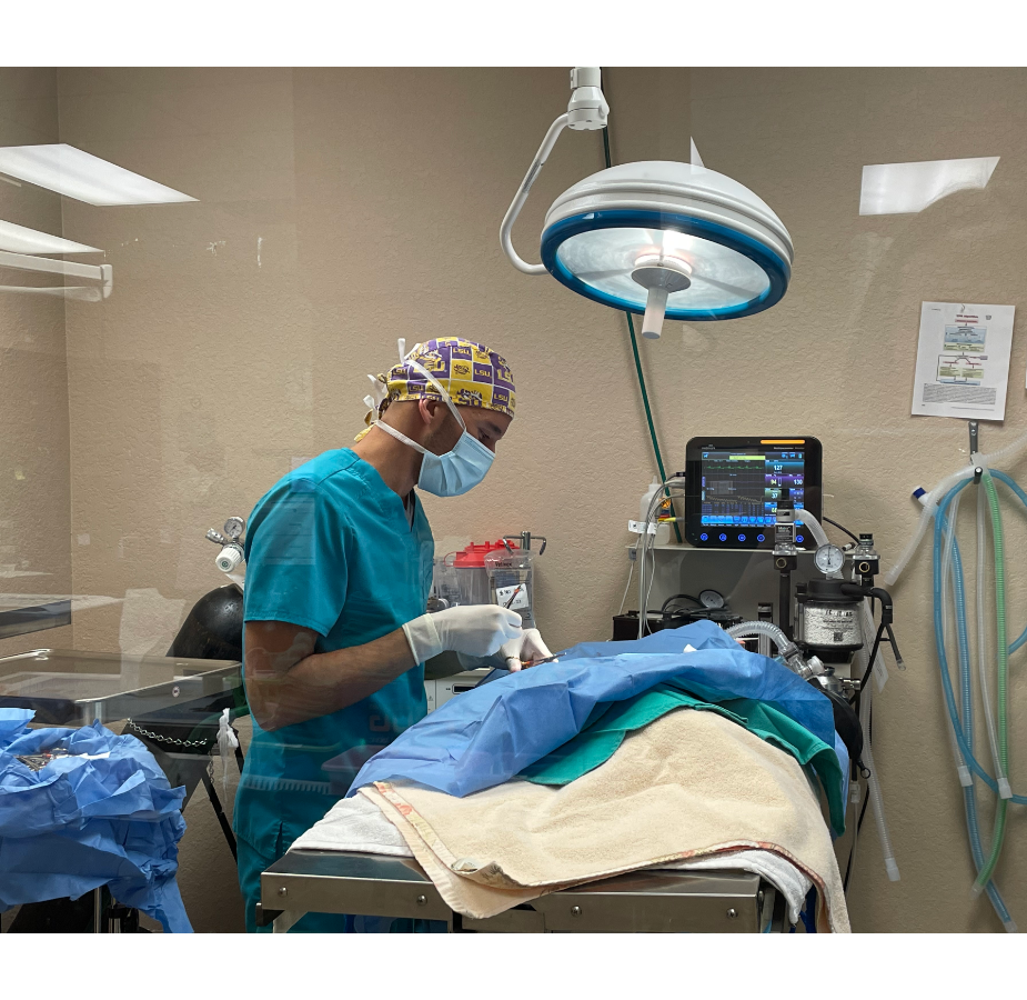Veterinarian Doing Surgery