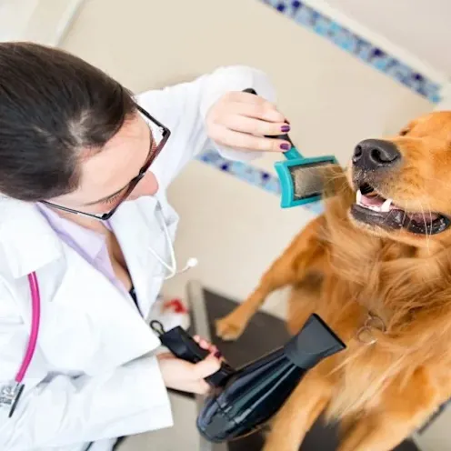 Chantilly Location - Pet Spa Chantilly Location - Pet Spa