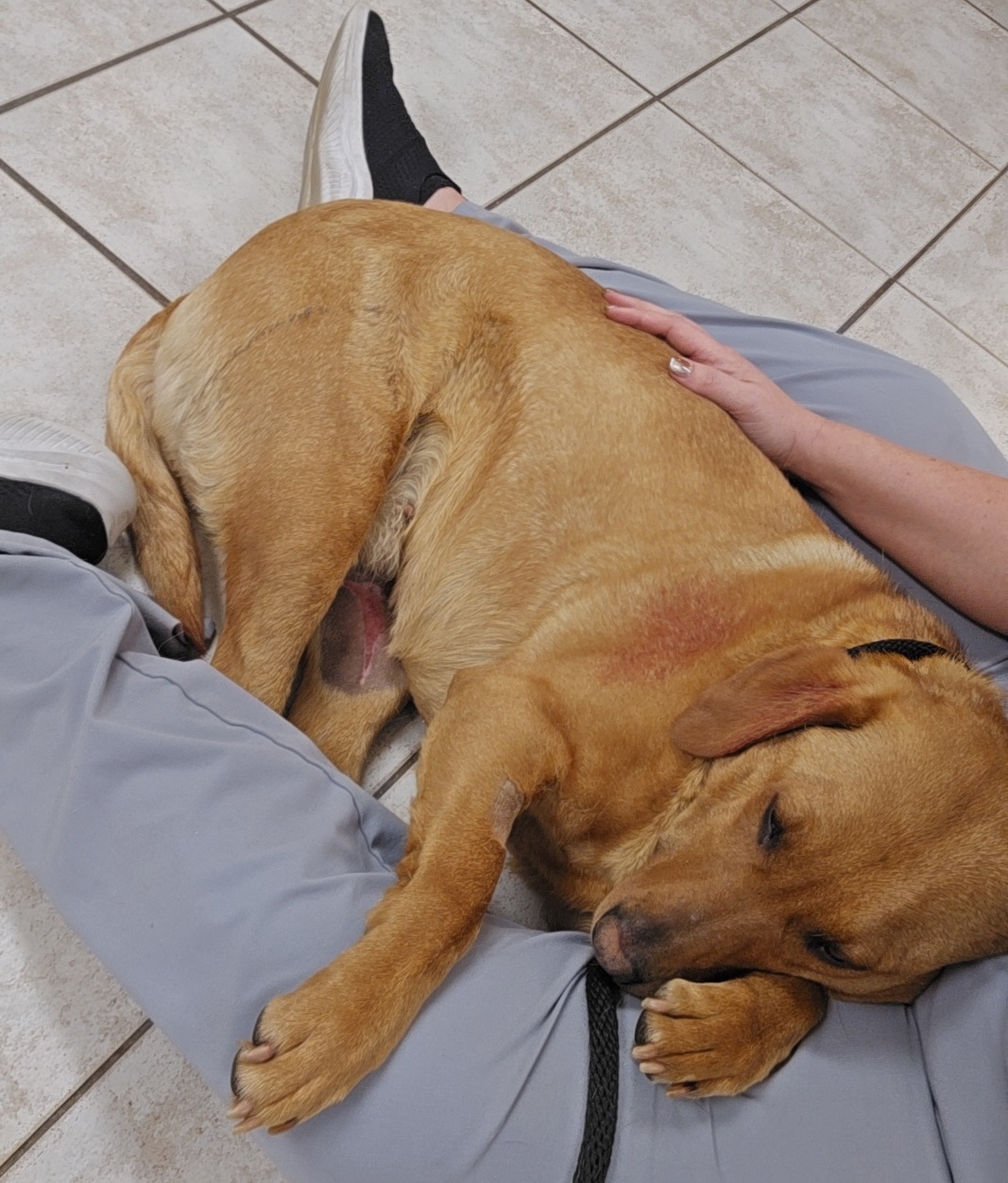 Brown dog cuddling with staff member