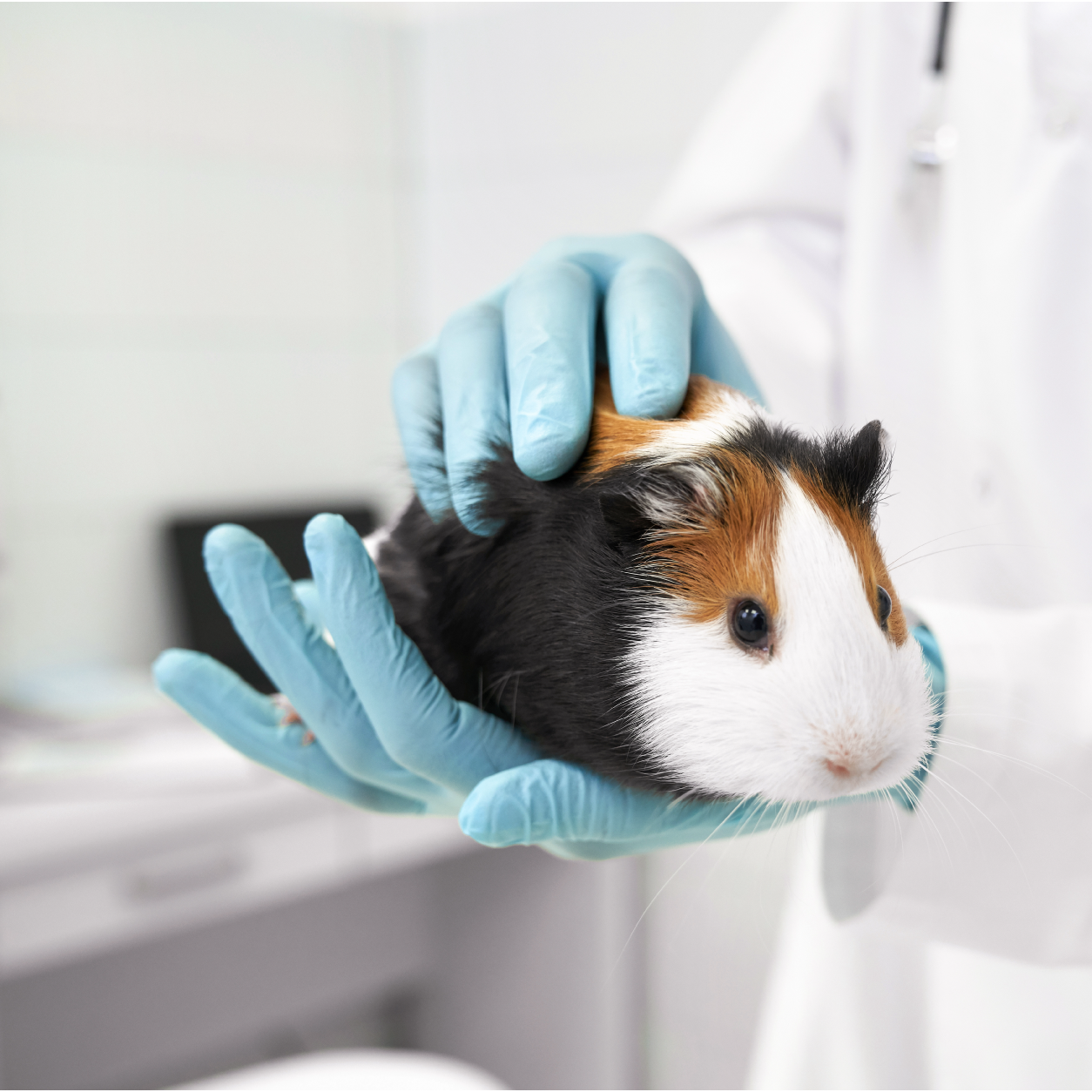 Doctor holding guinea pig