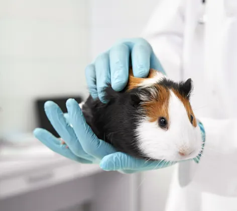 Doctor holding guinea pig Doctor holding guinea pig