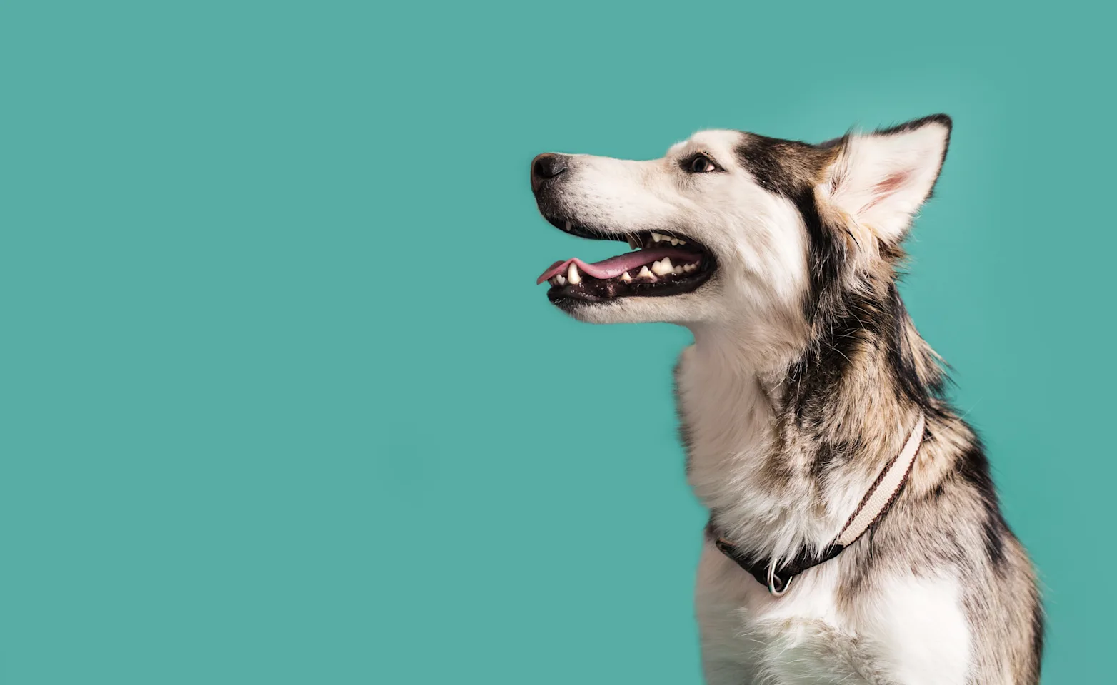 husky dog against teal background