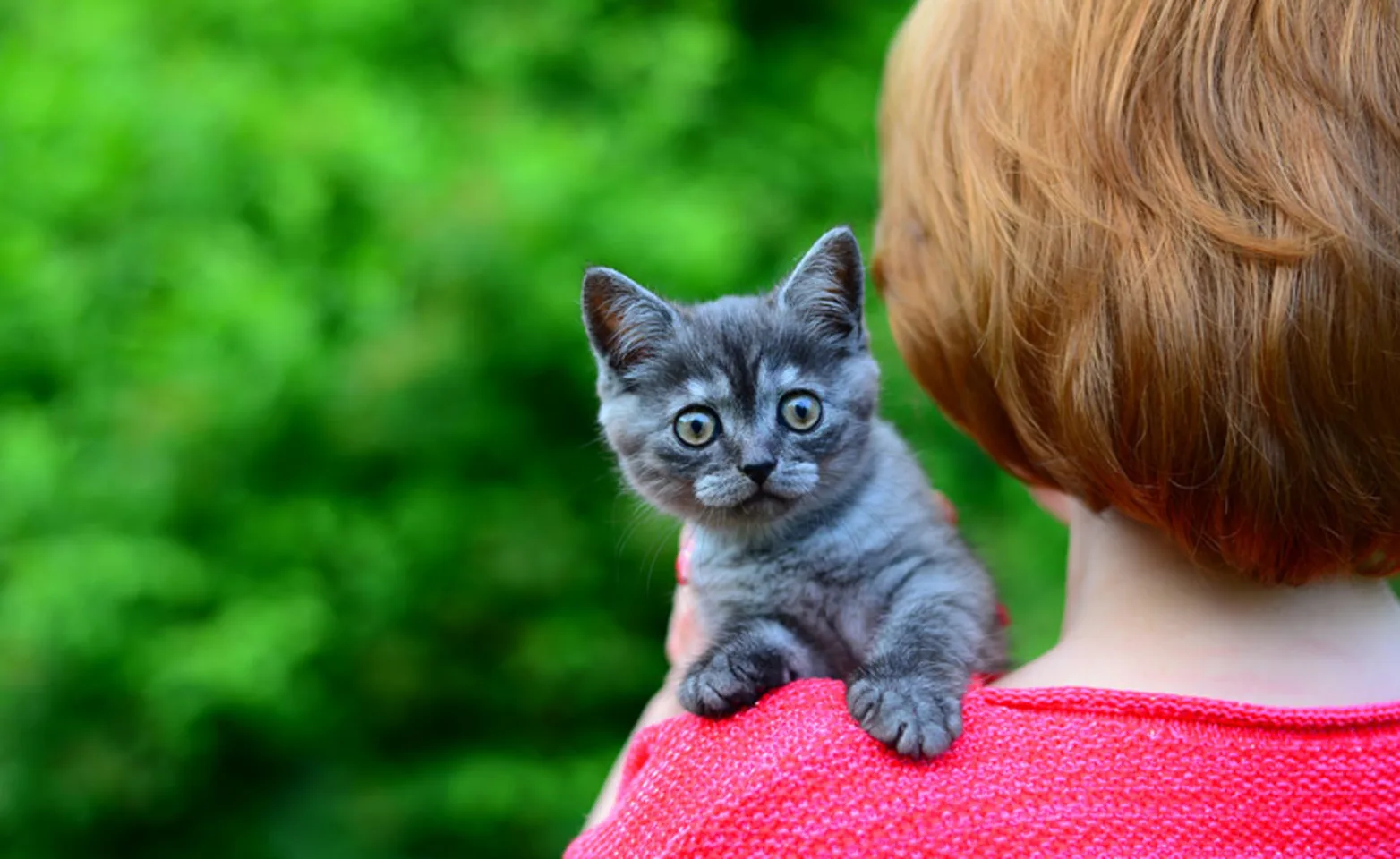 Grey kitten sits on a woman's shoulders outside