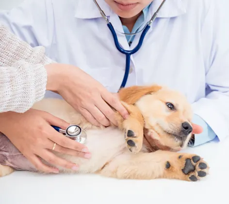 Dog lying down, being examined by veterinarians Dog lying down, being examined by veterinarians
