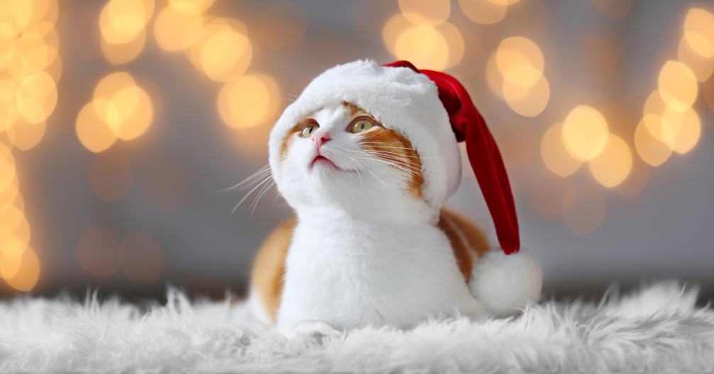 Veterinarian in Glen Ellyn, IL Glen Ellyn Animal Hospital