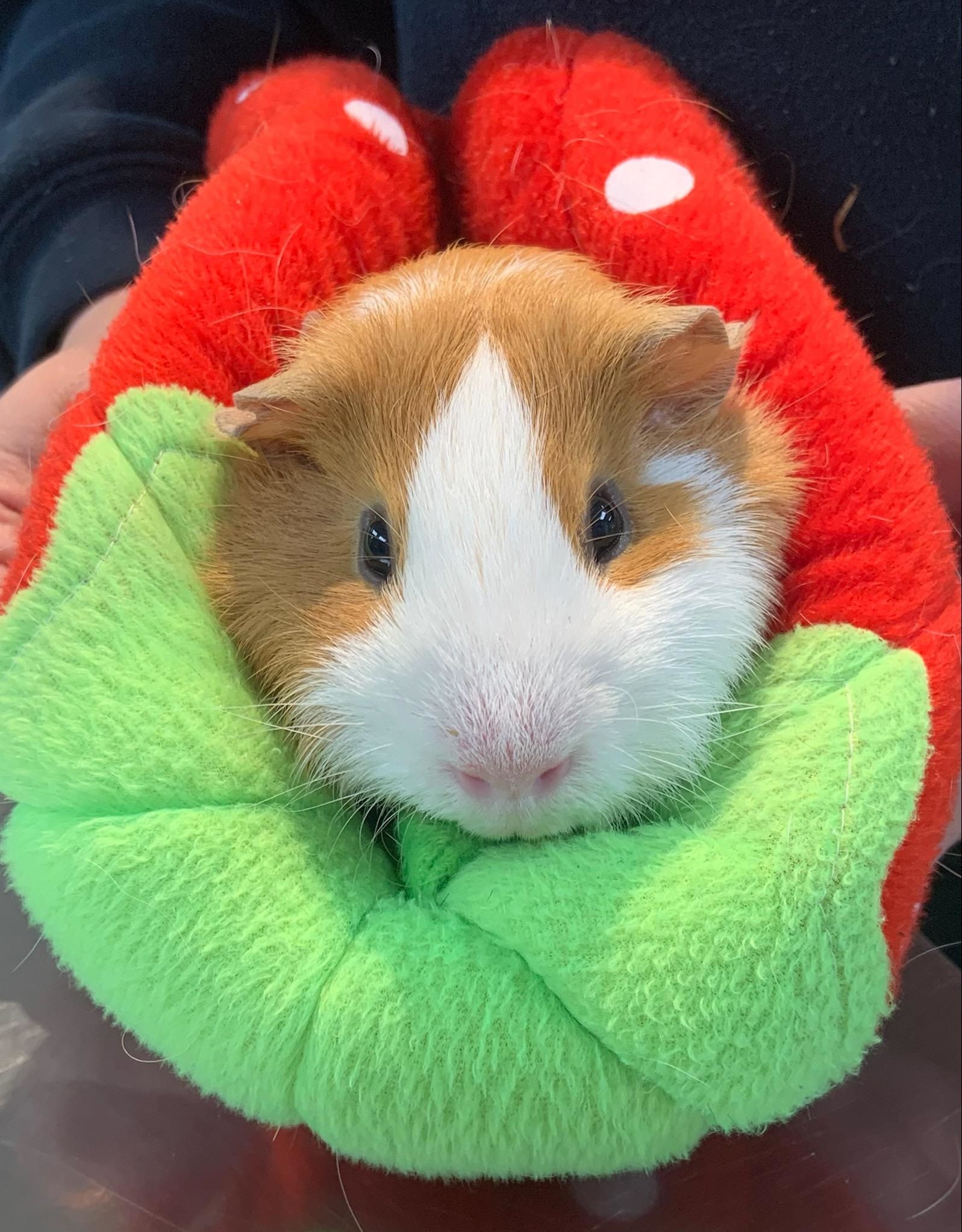 Guinea Pig