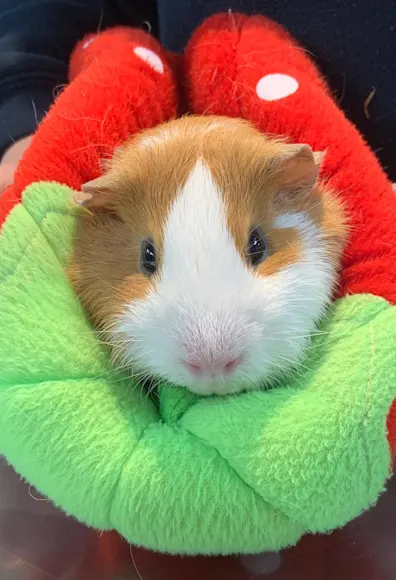 Guinea Pig Guinea Pig