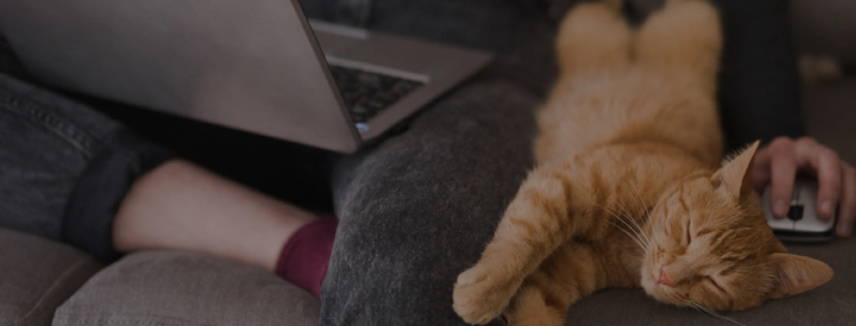 Orange cat laying next to a person working on a laptop Orange cat laying next to a person working on a laptop