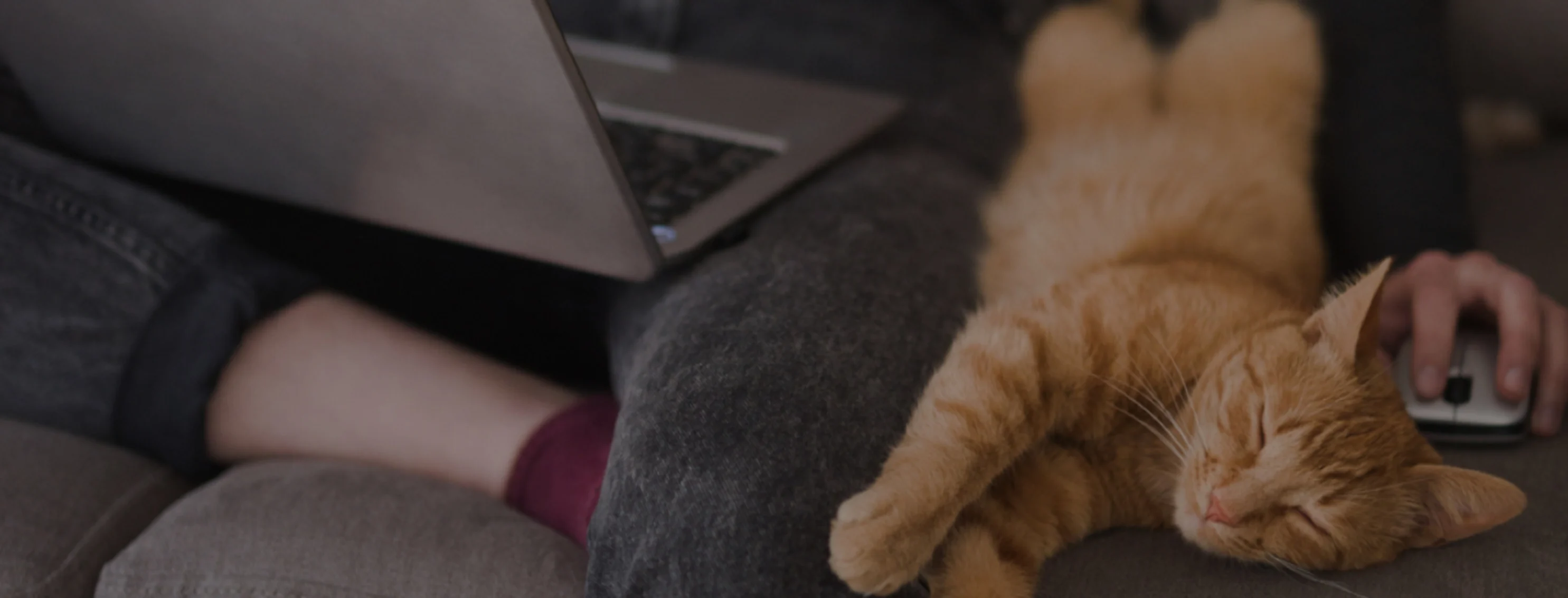 Orange cat laying next to a person working on a laptop