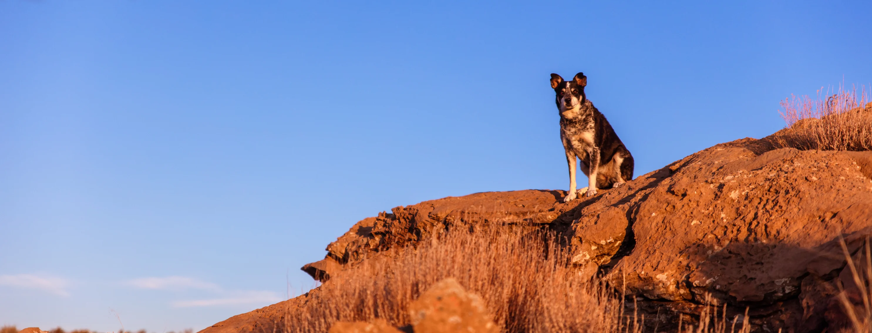 Dog sitting on rocks