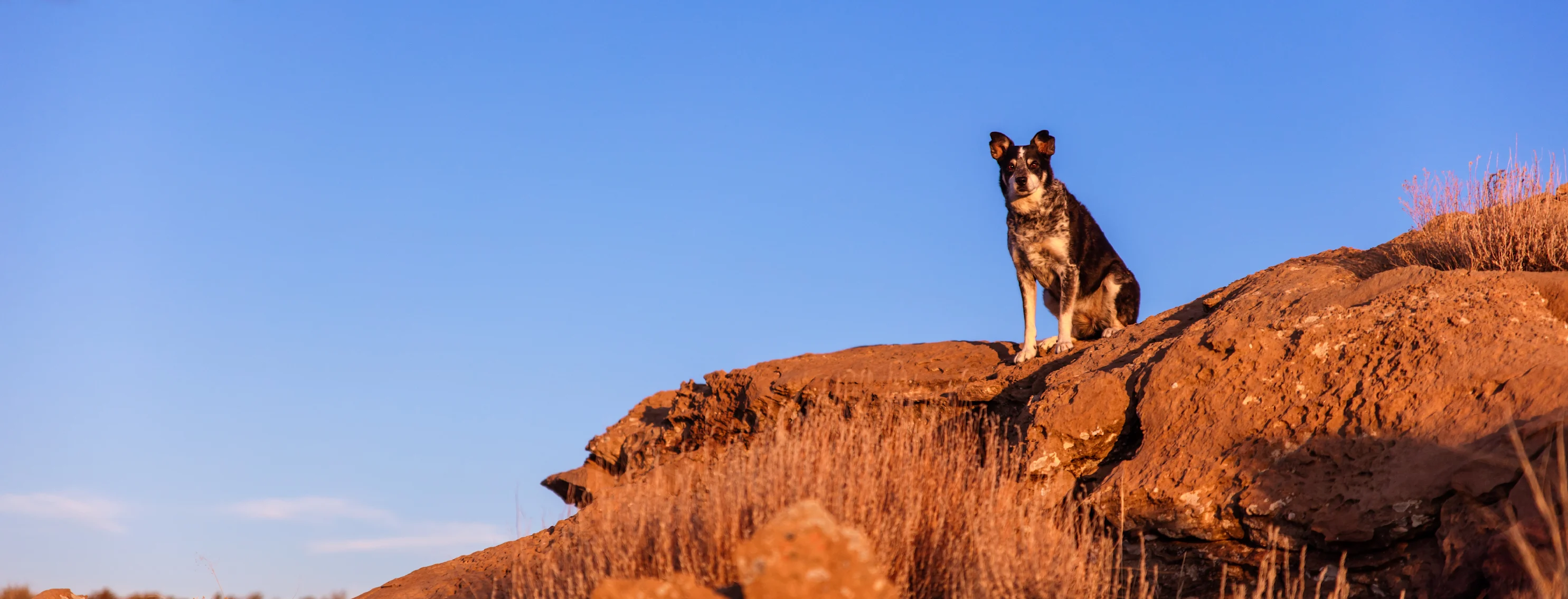 Dog sitting on rocks Dog sitting on rocks