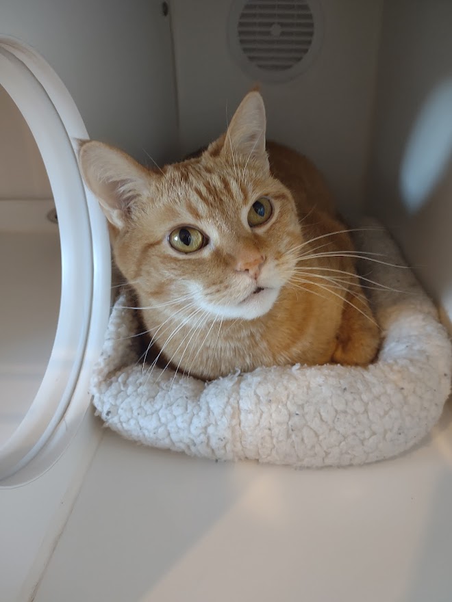 Orange Cat Sitting in Kennel