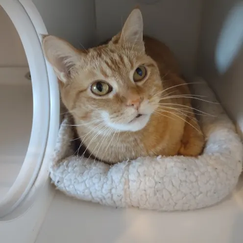 Orange Cat Sitting in Kennel