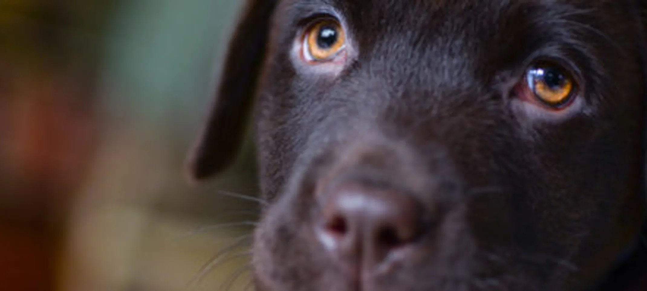 A brown puppy A brown puppy
