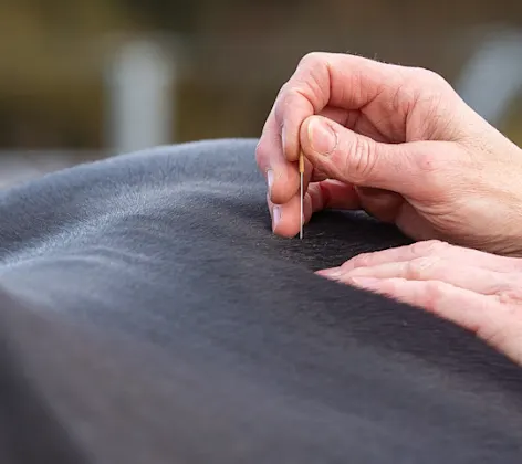 Horse recieving acupuncture treatment Horse recieving acupuncture treatment