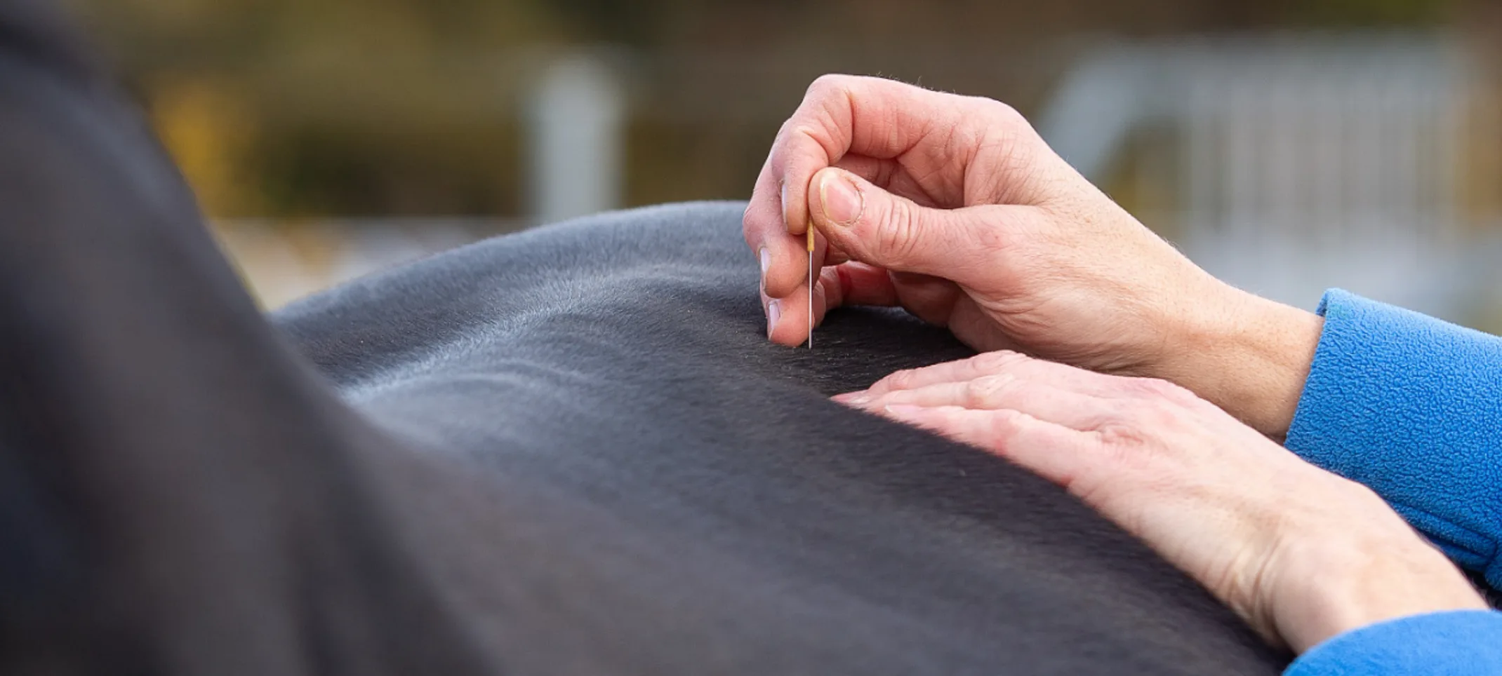 Horse recieving acupuncture treatment Horse recieving acupuncture treatment